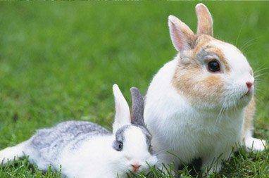 怎么养兔子才会听话 34514db5e4824553984abe3d6cb38d91.jpeg