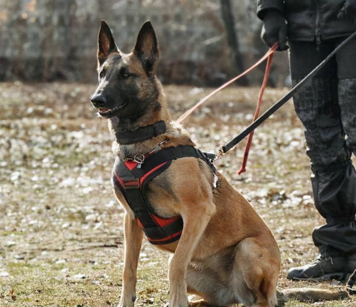 原创对你一辈子忠诚的狗狗,一旦养了,会对你报恩的