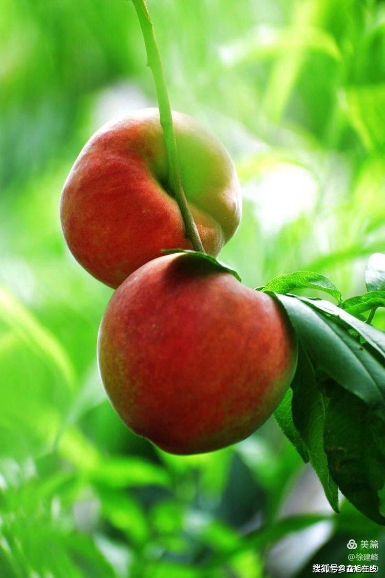 桃子红了