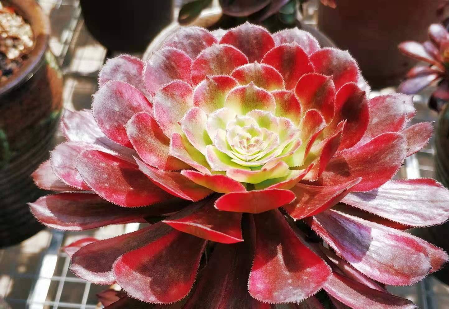 现在多肉红覆轮锦法师基本上都休眠了怎么才能让它安全度夏呢