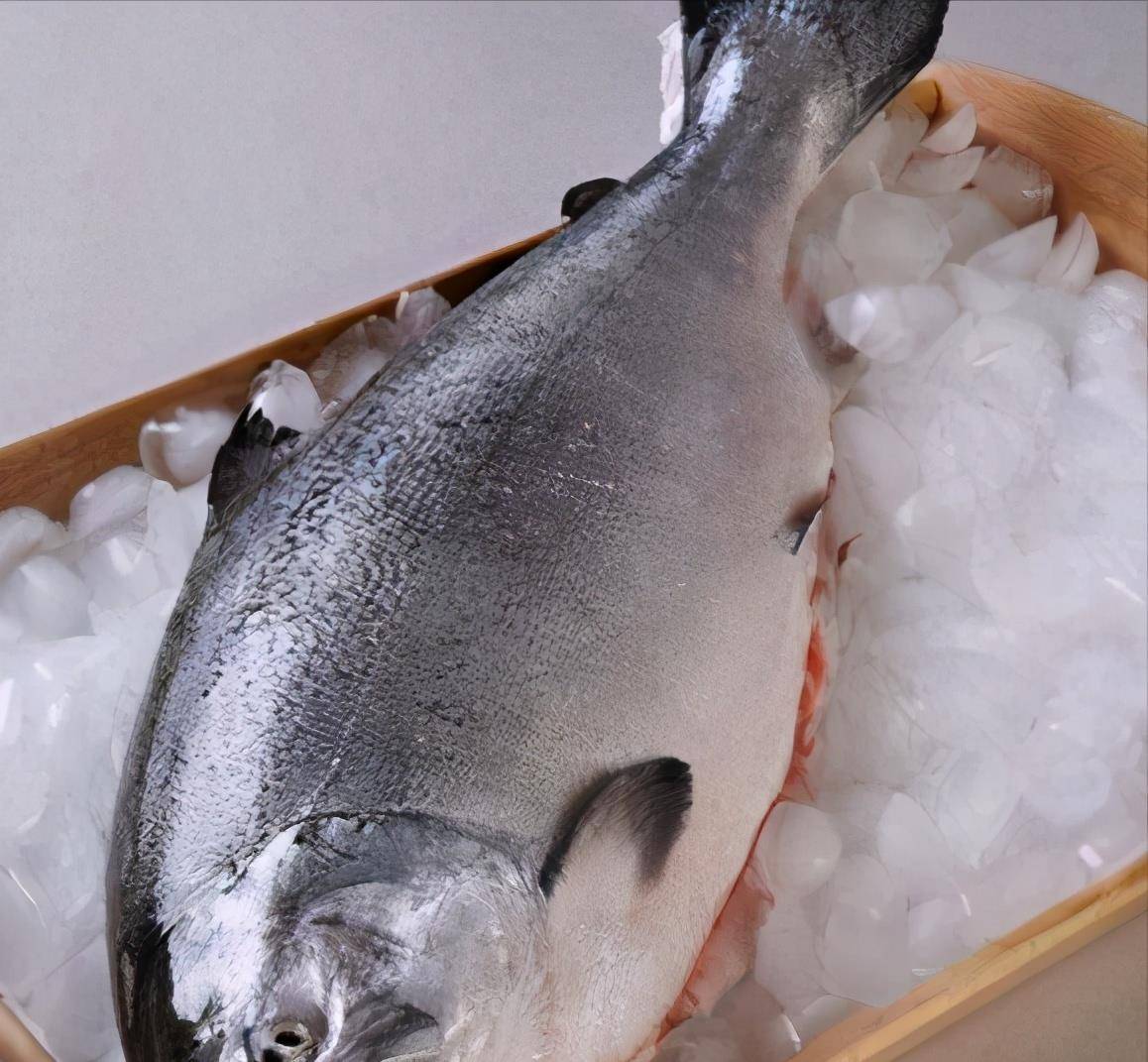 顶级的三文鱼才叫帝王鲑(褐色三文鱼) - 医药经