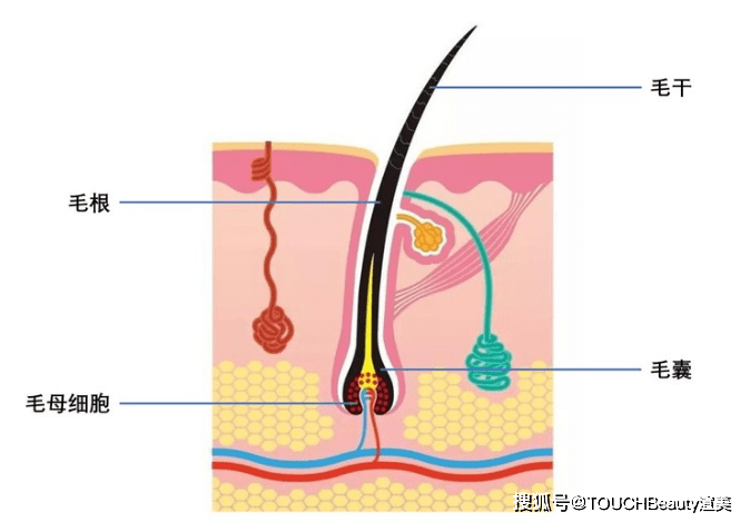 夏日如何正确脱毛 为你准备了一份超全的脱毛干货 良品联社女性美容时尚经验分享专业平台