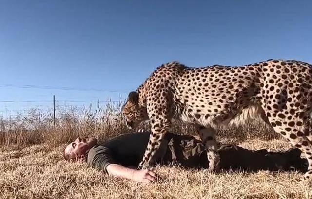 飼養員為了測試豹子忠心程度，在它面前裝死，結果讓大家都沒想到 萌趣萌寵 第4张
