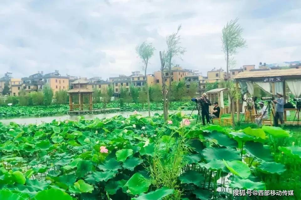 在位于澄江马房村后的悦莲庄园内,荷花迎夏盛放,千姿百态,呈现一幅"接
