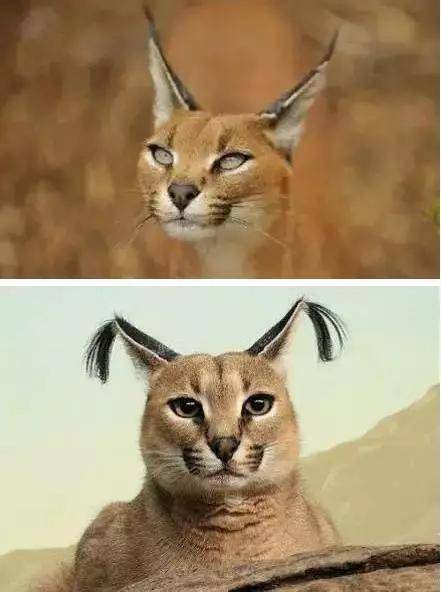 天生双马尾配烟熏妆温柔彪悍的狞猫让人太想吸了