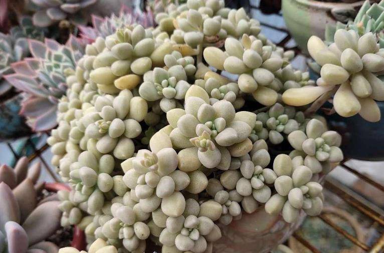 我们就把丸叶姬秋丽小心地拿起来栽入新的花盆之中(建议用干土栽种)