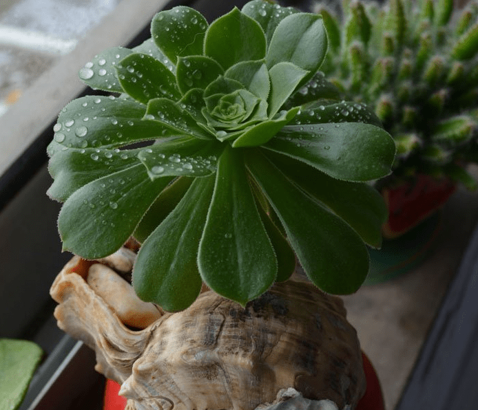 养殖多肉植物玉龙观音,该注意哪些?