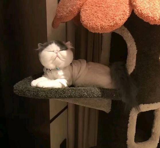 全家人|养了一只加菲猫，脸长得比包子还圆，网友一看：这是个假猫吧！