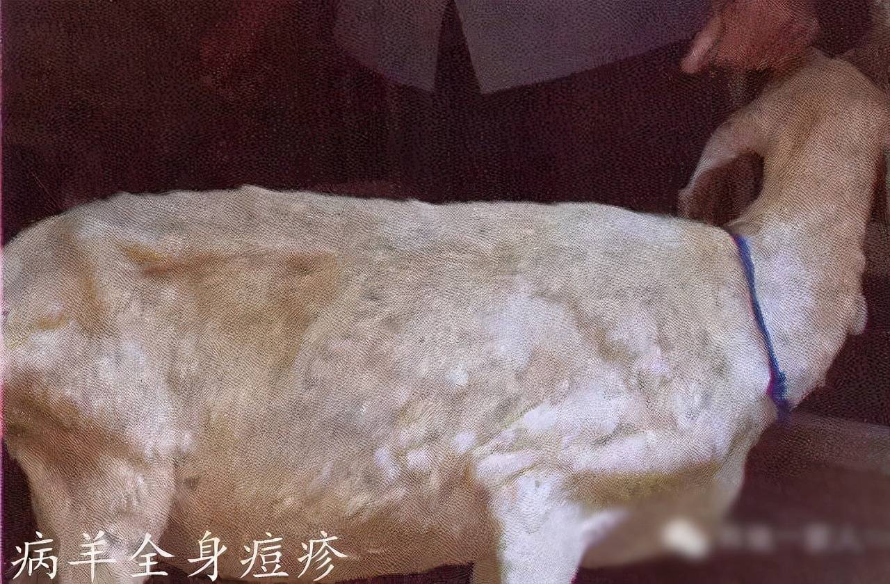 羊疥螨皮肤病图片图片