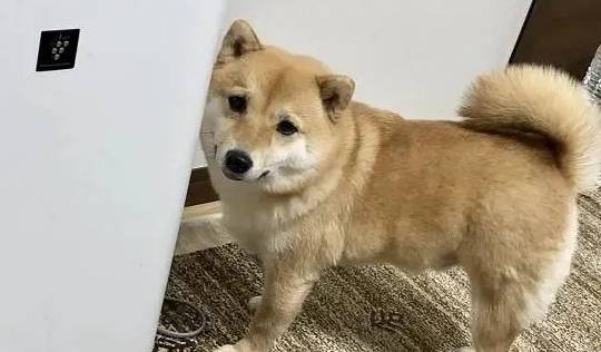 补充|养了柴犬5年，才发现它的身材比例不正常：腿怎么一直没变长呢？