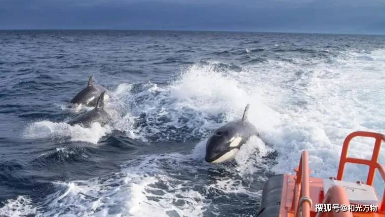 原创30头虎鲸围攻游艇2小时咬断船舵一大块虎鲸被人类激怒了
