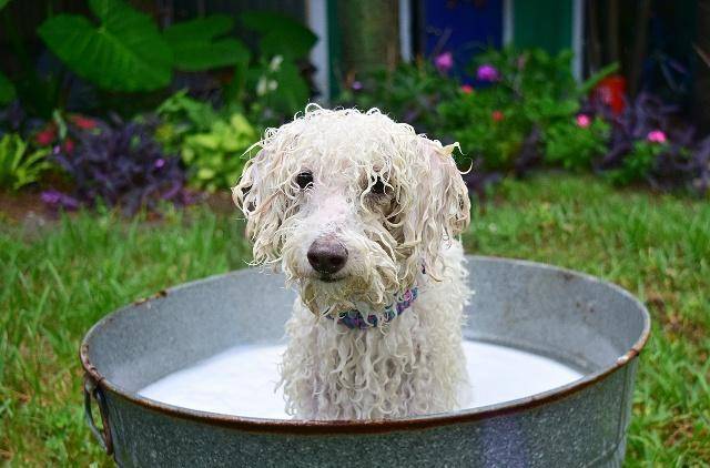 怎样给狗狗洗澡又干净又不臭 1fd3d5502d5442e78020c0cb6091425f.jpeg