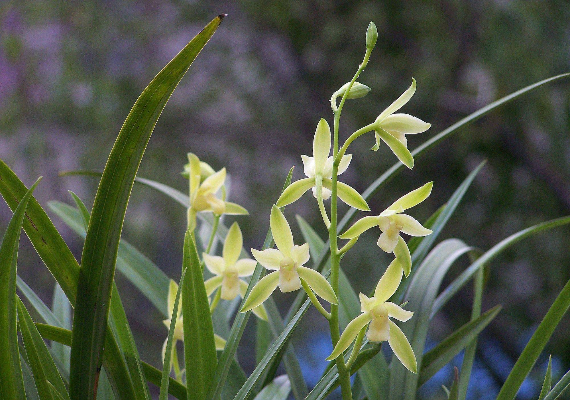 兰花中的上上品"大凤素",花色素雅,香味袭人,勤花勤草还好养