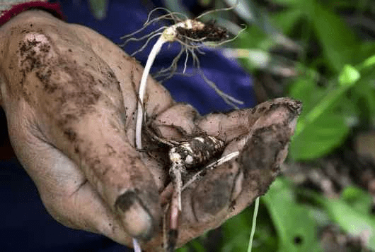 因为|乙肝患者，日常饮食要多注意，建议“少吃2白，多饮2水”