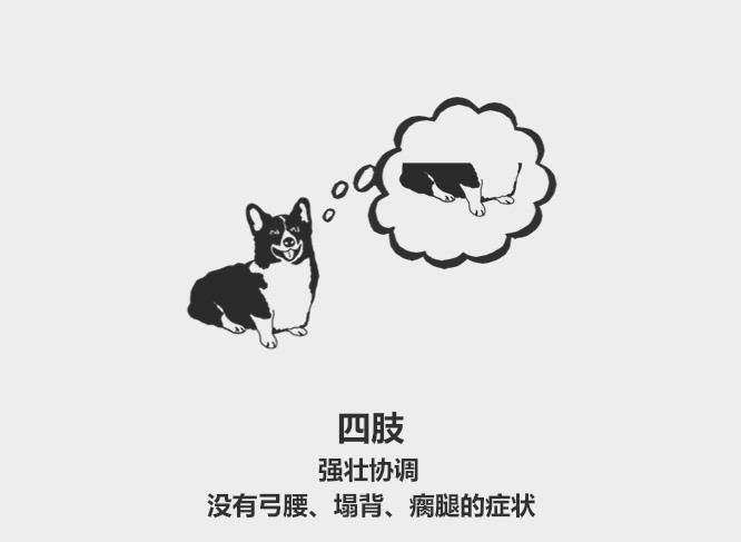 眼睛|59秒冷盘点:柯基有尾巴不正宗?挑选健康的狗狗有9个技巧