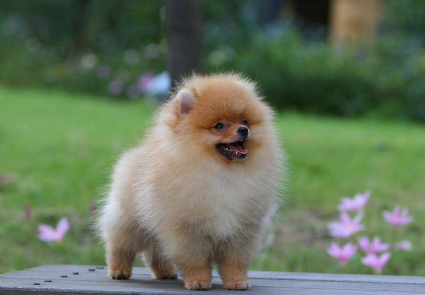 博美排名_博美智商排名(3)