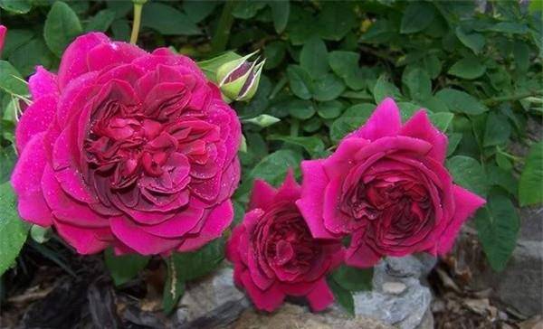 开花最大的月季花是哪个品种 4df727a715b441a09ff9e609f6495cf9.jpeg