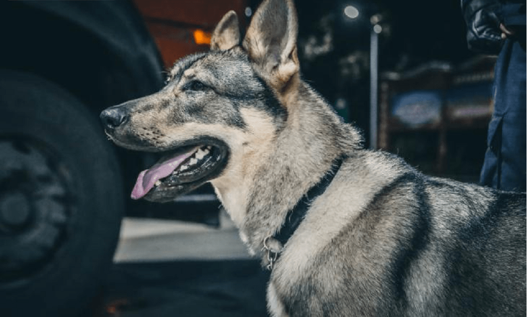 中国刑警学院出售54只淘汰犬即使没考过也得帮它们安排好出路