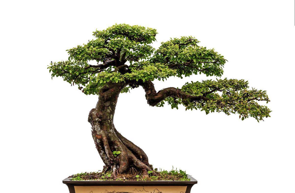 树桩盆景,保持造型的美感,需要做到4点,还能提升观赏价值