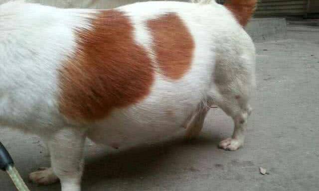 狗狗怎么看出来有没有怀孕 4aeeec34617845d4838fae9101bf52ff.jpeg