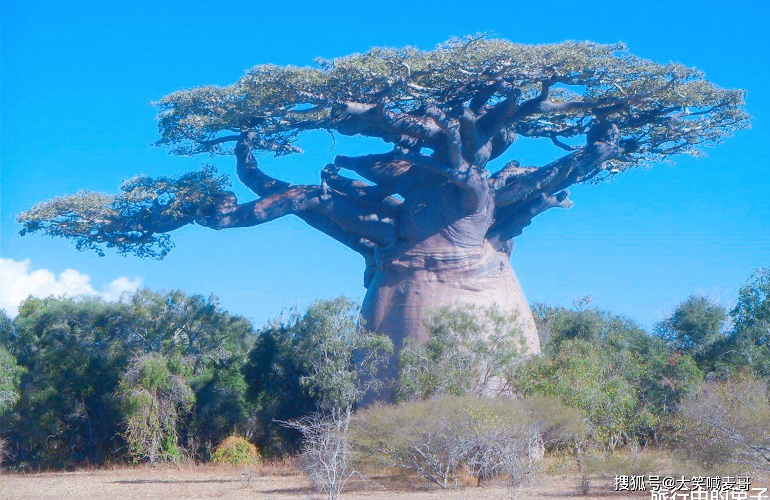 非洲人民的"猴面包树",沙漠储水库,引进中国后画风突变