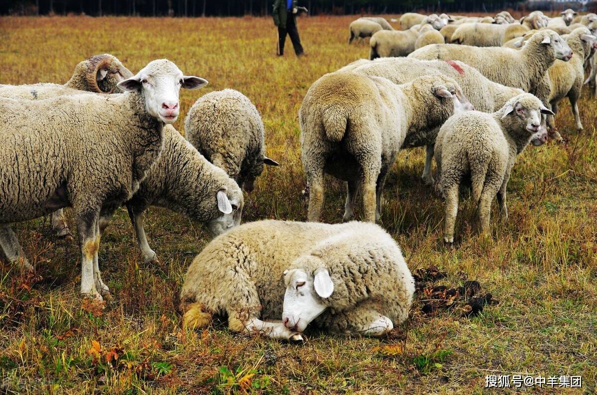 梦见放羊羊到处乱跑 梦见放羊羊乱跑不听话