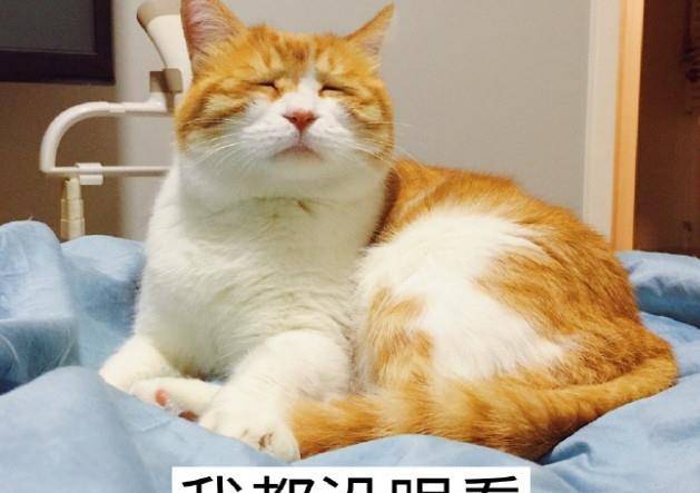 猫的记忆力能记住人多久 cbe123e50a7b44798c223bbc80e3533f.jpeg