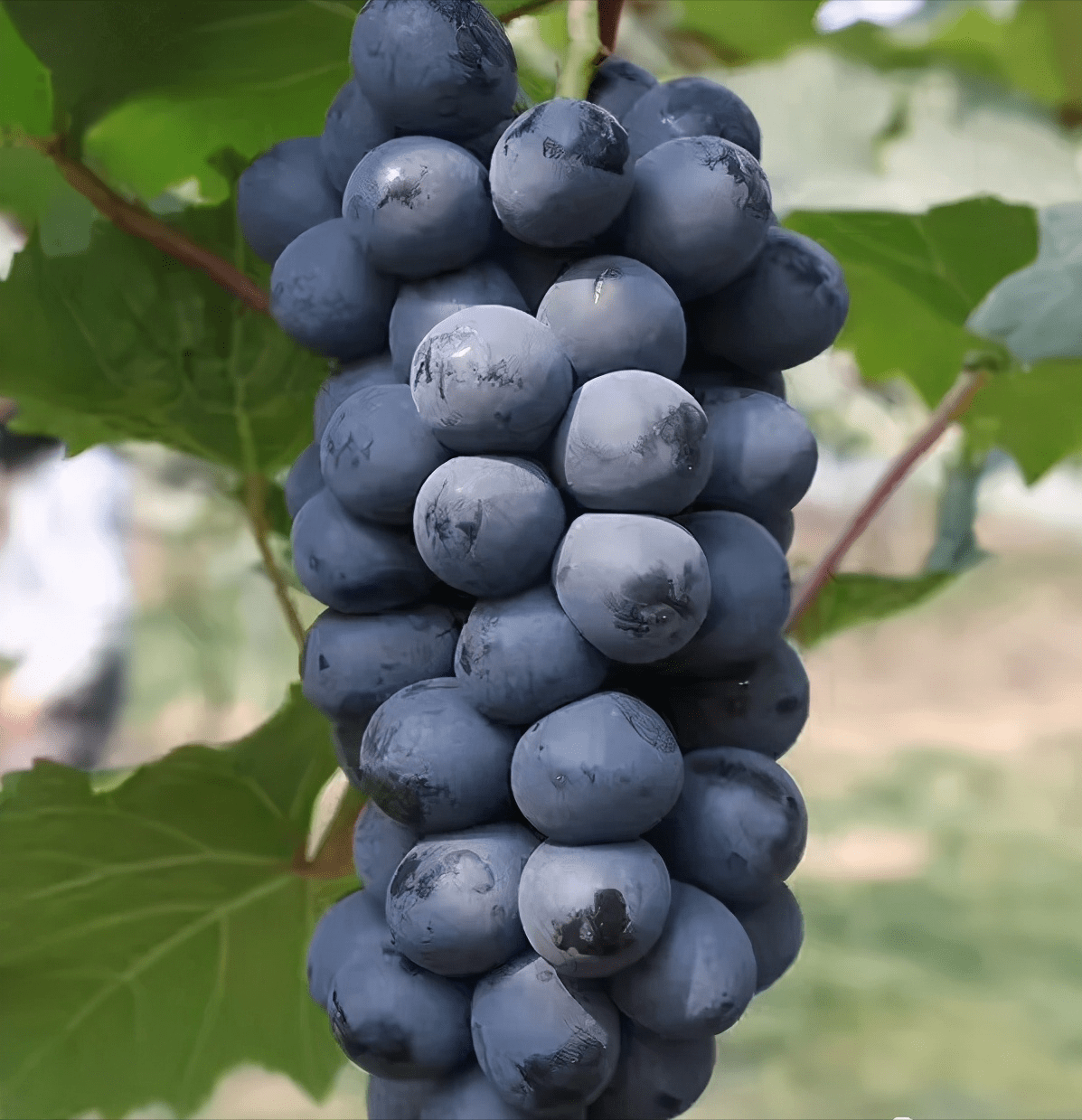 河源市|给你介绍一个避暑胜地，很适合暑期亲子游的“小”地方