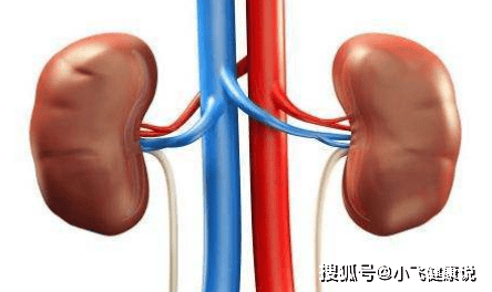 什么是高血压性肾病 0625e4813dee43bf8e25396a126d22bb.png