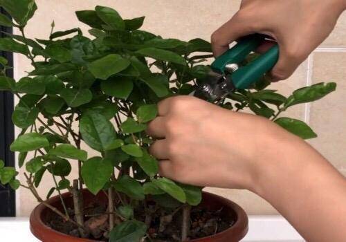 茉莉花最好的肥料是什么肥料 07fa83bdd7664014bedea424374071fc.jpeg