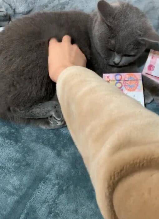 猫咪|主人撸猫被拒，气得直接甩钞票砸猫咪脑袋，喵：OK，你随便撸吧！