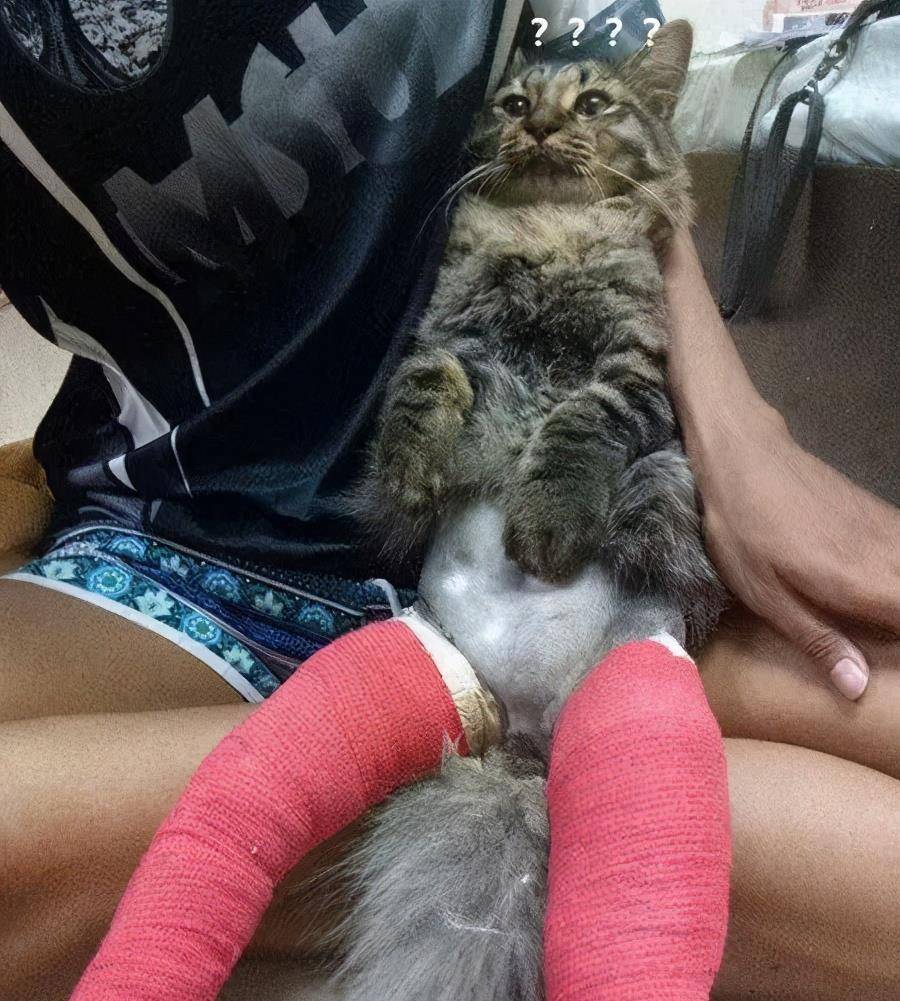 猫脱肛什么样子 1255ec680c4d463ba90a52fd554ba124.jpeg