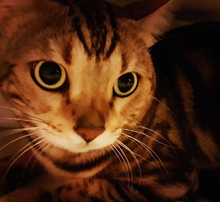 猫咪怎么养才能长得快 132d577babd349a083fd8f2e5af94667.jpeg