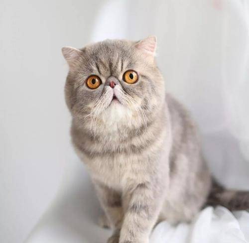 异国|最受欢迎的6种猫，2021猫咪“爆款之王”是谁？