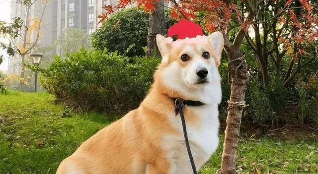 成功|柯基怀孕数月后被带去检查，医生的话让铲屎官哭笑不得！