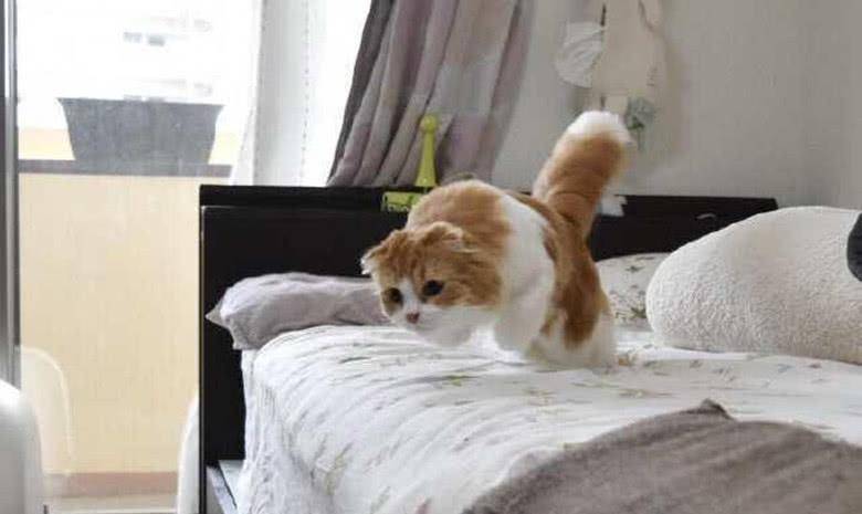 怎么才能让小猫和主人亲近 2b8509ceffc8442eb928149084dd324b.jpeg