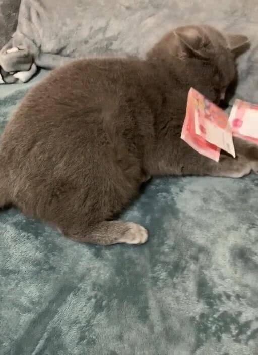 猫咪|主人撸猫被拒，气得直接甩钞票砸猫咪脑袋，喵：OK，你随便撸吧！