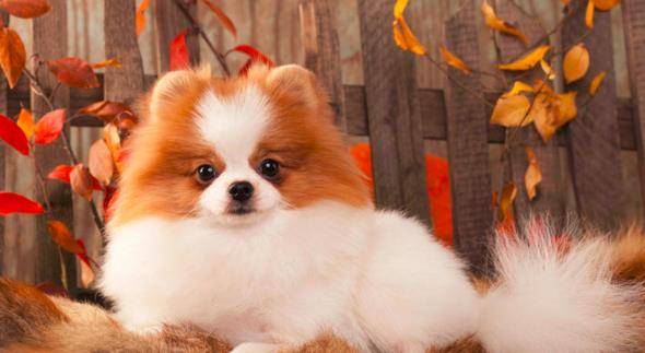 便宜小型犬排行榜 57160ad13b7445b595b5c9c61015b450.jpeg