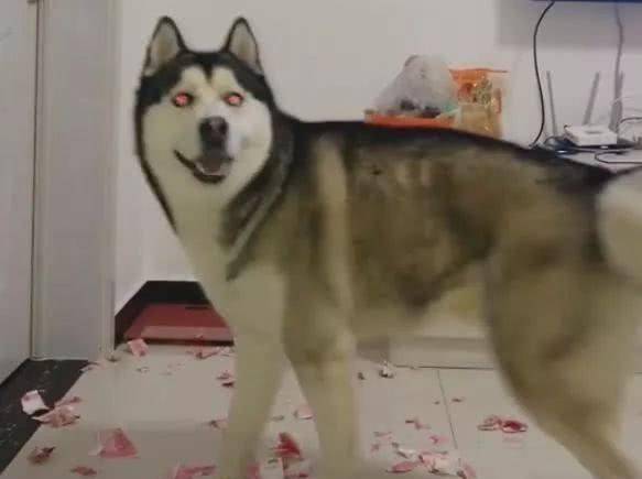 土狗坐在主人床上 77c6ae2409914328a6cd8ea434378ef4.jpeg