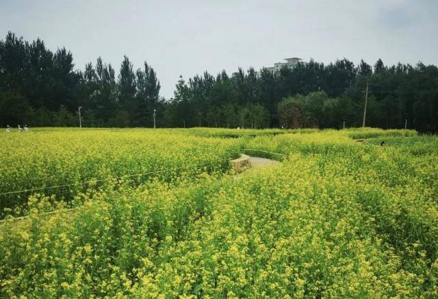 长春市 油菜花开美如画 黄金花海醉人心 公园 长春市 油菜花开美如画 黄金花海醉人心 公园
