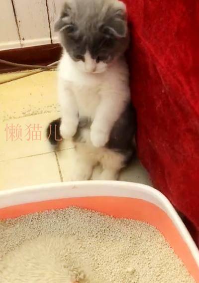 一只猫要用几个猫砂盆比较好 8c132349ae8b47938ec81f0f5fcdacc0.jpeg