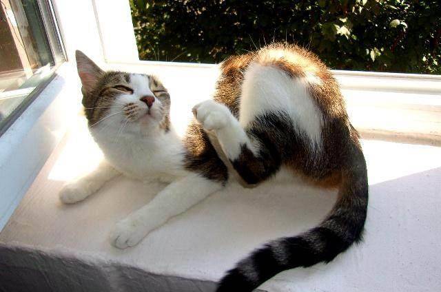 立耳猫长啥样 9a03e1a21f614f929a85f44a50da311e.jpeg