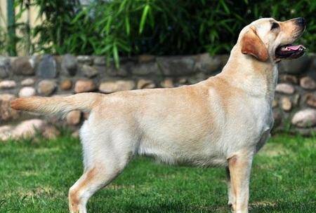 观点评论|你的拉布拉多犬为什么不听话？无非3个原因，你的可能是串串