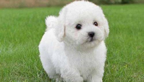 适合家里养的狗小型犬 dceb2c009fd64c0abe67828129135fb2.jpeg