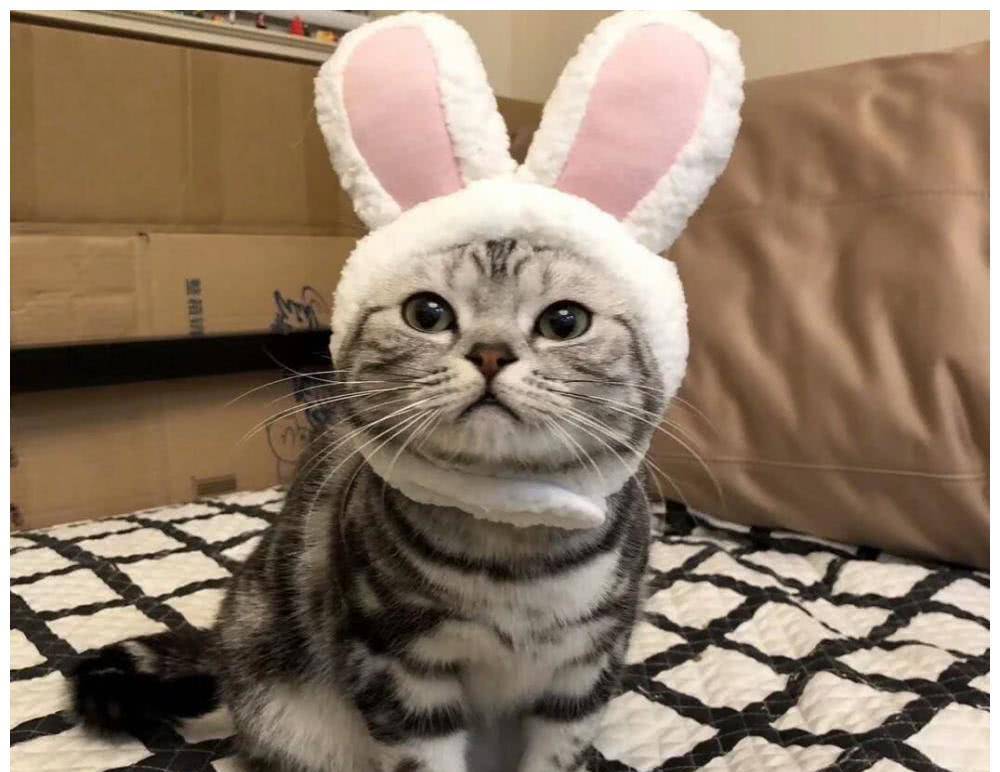 美短和狸花猫有哪些区别 别傻傻分不清楚了 毛发