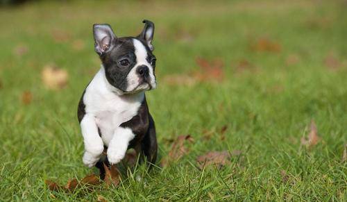 适合家里养的小型宠物 ea0abc5fbe1649529eb3c7db246faeb5.jpeg