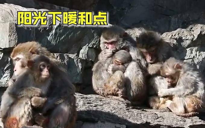 猴子视频全集 3fc2e7cddee940e1a0acc93b7ead21e9.jpeg