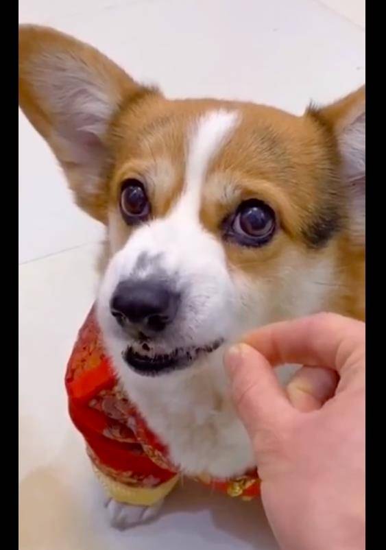 空气|网友拿空气给柯基吃，却被一眼识破，还露出牙齿：逗我玩呢？