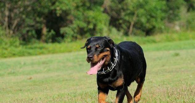 护卫犬排名_卡斯罗护卫犬