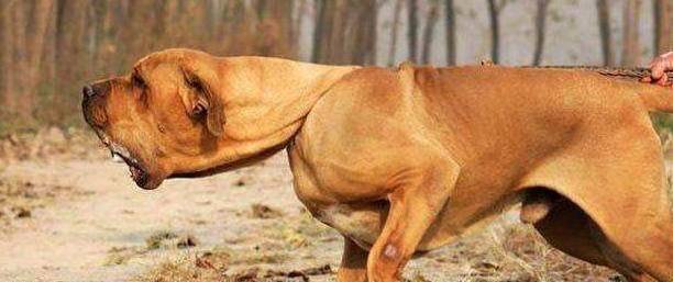 护卫犬排名_卡斯罗护卫犬